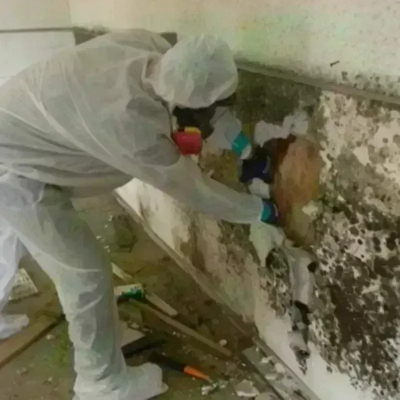 Mold Remediation and Removal in Stratmoor, CO